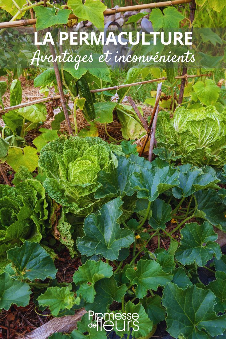 permacultor / permacultora