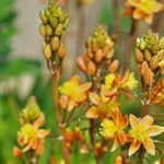 Bulbine: plantar, cultivar y cuidar