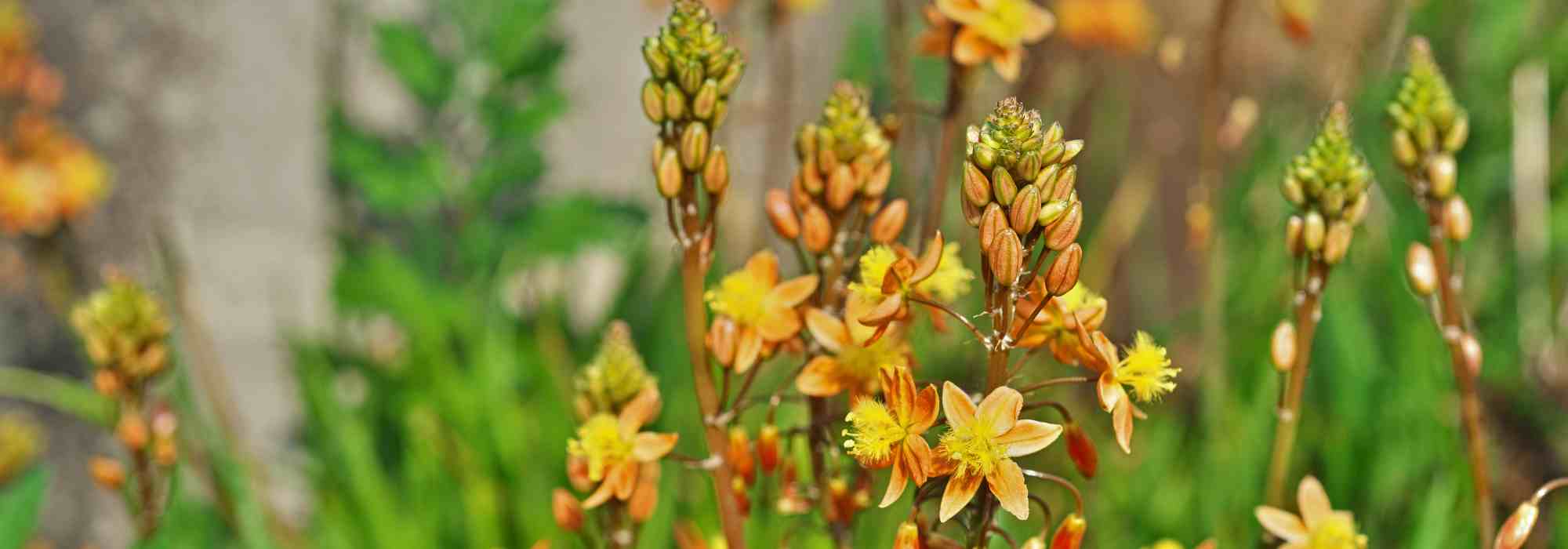 Bulbine: plantar, cultivar y cuidar