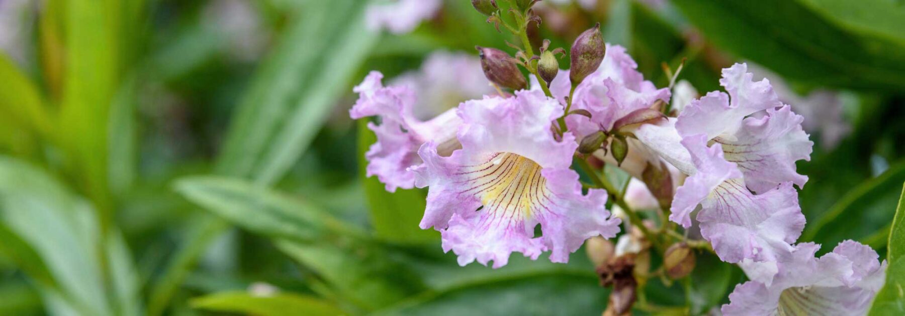 Chitalpa tashkentensis: plantación, poda, cuidado