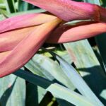 Elegir una Beschorneria