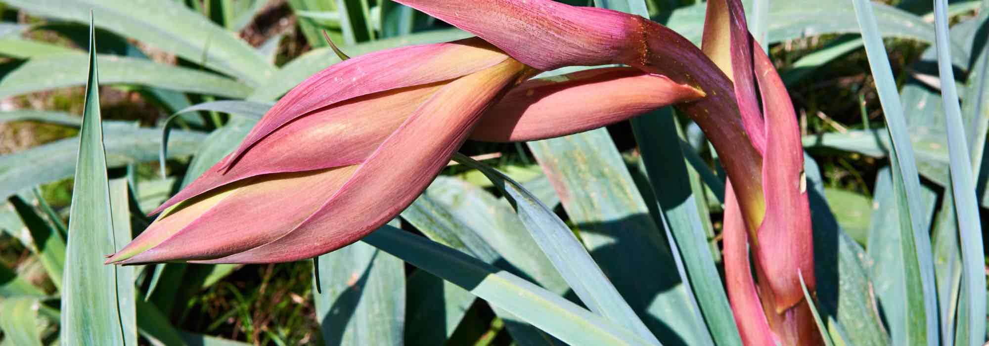 Elegir una Beschorneria