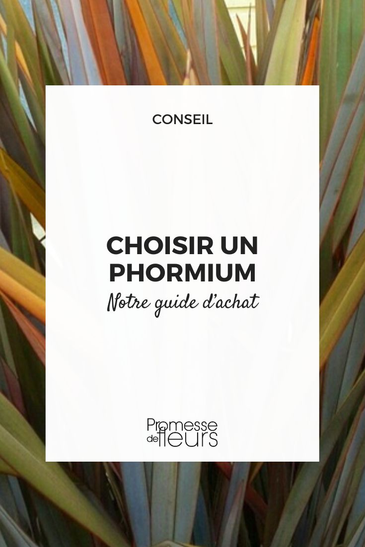 Cultivo del Phormium