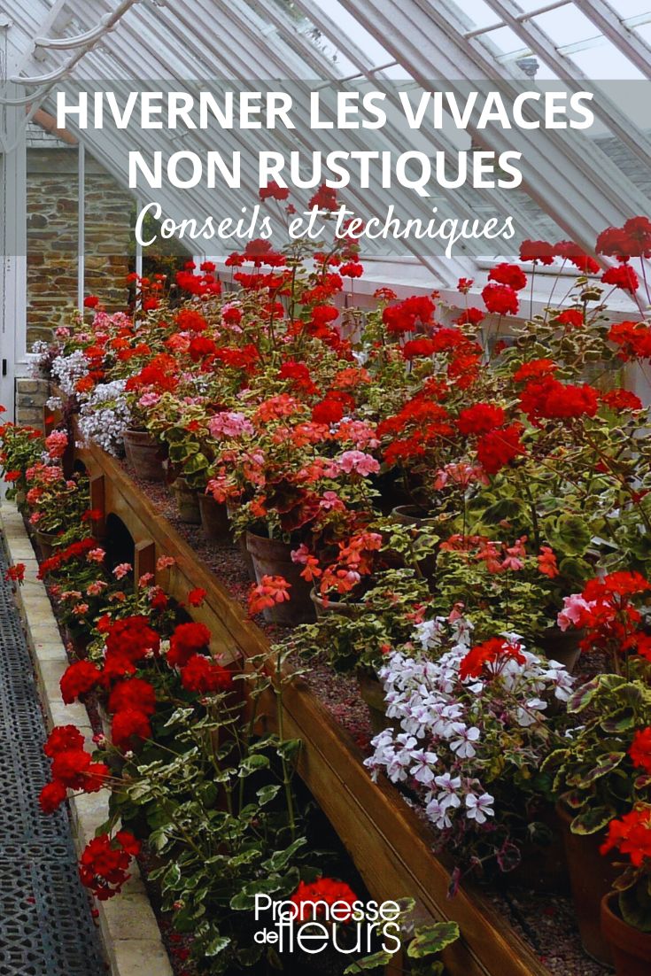 proteger los begonias y los geranios durante el invierno