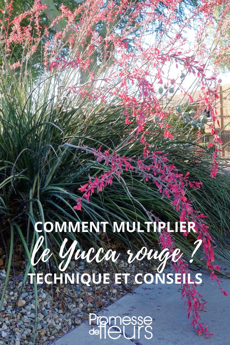 El Hesperaloe o Yucca roja