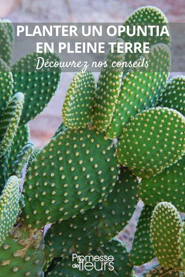 consejos de plantación de un opuntia en el jardín