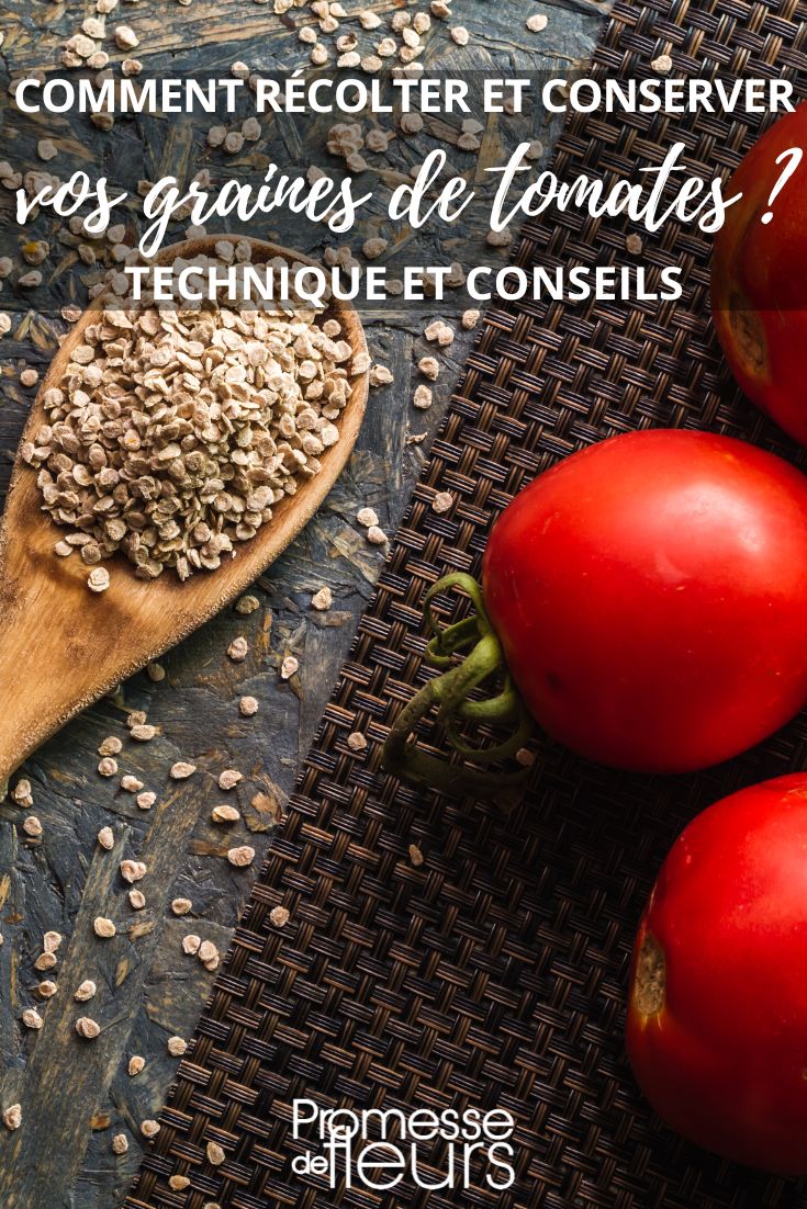 hacer semillas de tomate caseras