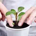 ¿Cómo trasplantar bien las plantas jóvenes?