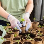 ¿Cómo hacer bien el repicado de los plantones y semilleros de hortalizas?