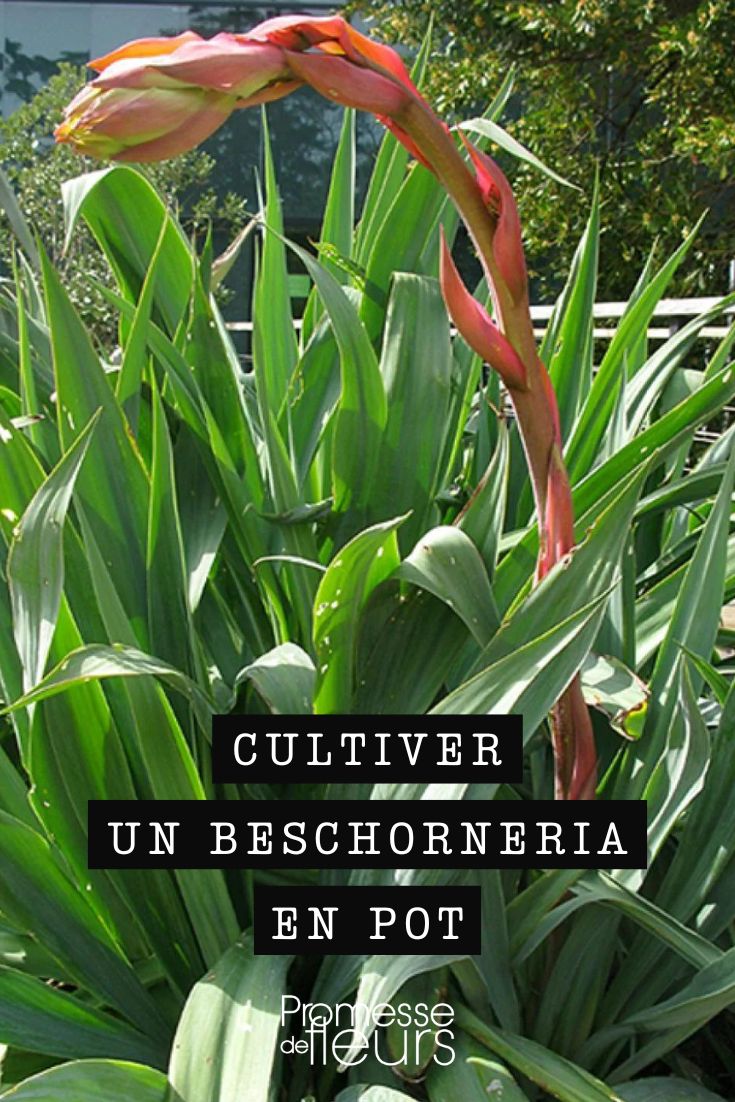 consejos para cultivar la beschoneria en maceta