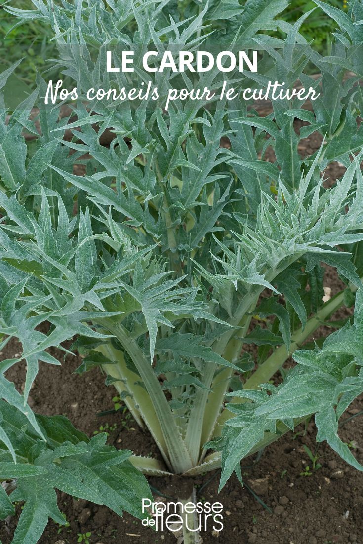 cultivo del cardo