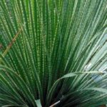 ¿Qué Sotol elegir para realzar su jardín?