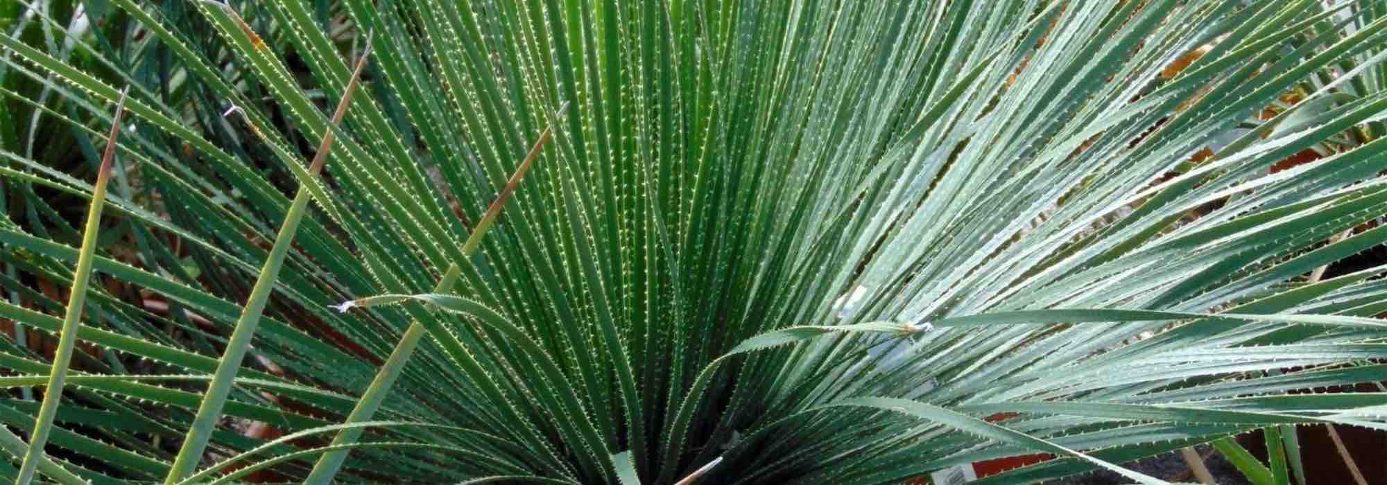 ¿Qué Sotol elegir para realzar su jardín?