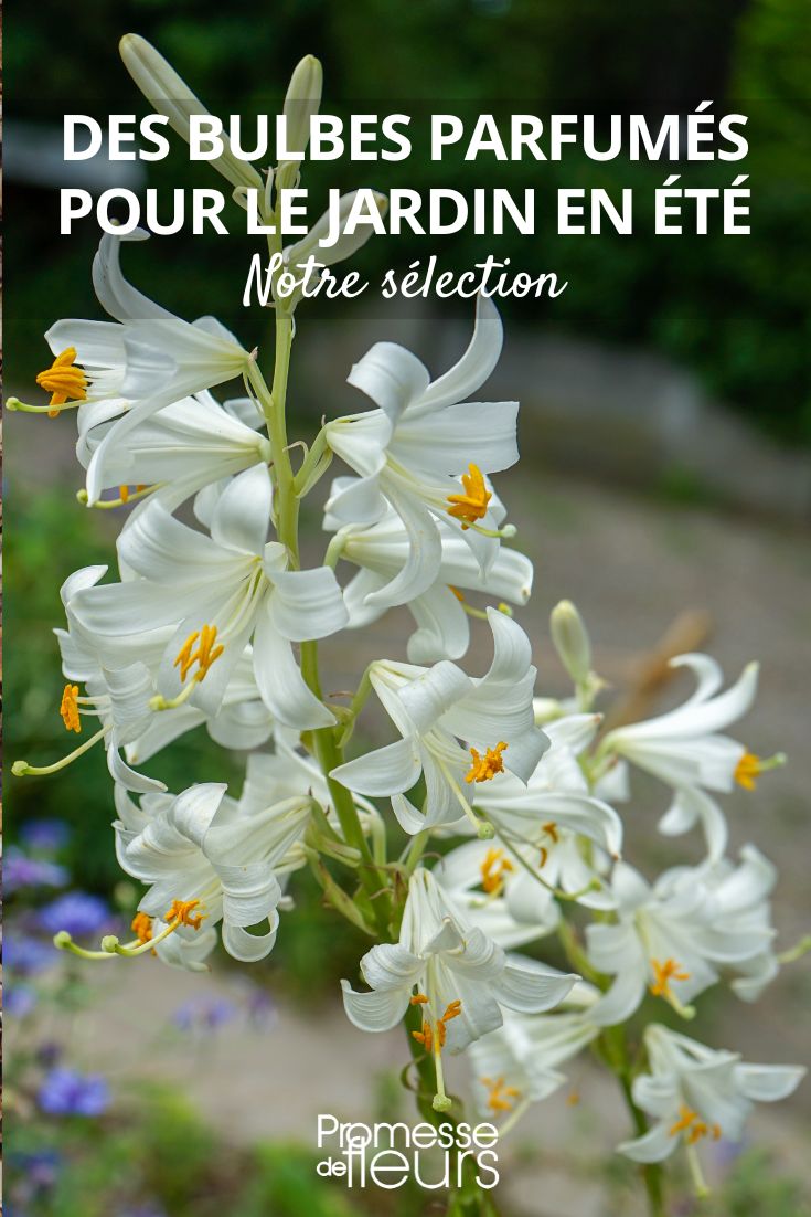 Lilium candidum o lirio de la Virgen