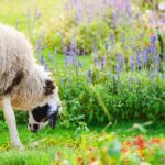 Eco-pastoreo: ¿qué animales elegir para tu terreno?