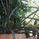 Cultivar un Hesperaloe en macetas