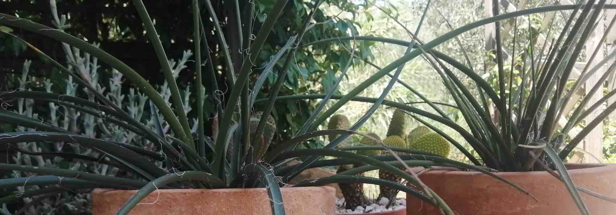 Cultivar un Hesperaloe en macetas