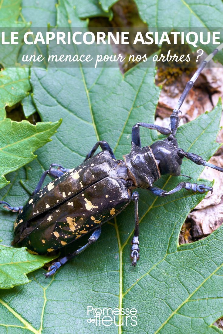 Anoplophora glabripennis (escarabajo asiático de cuernos largos)