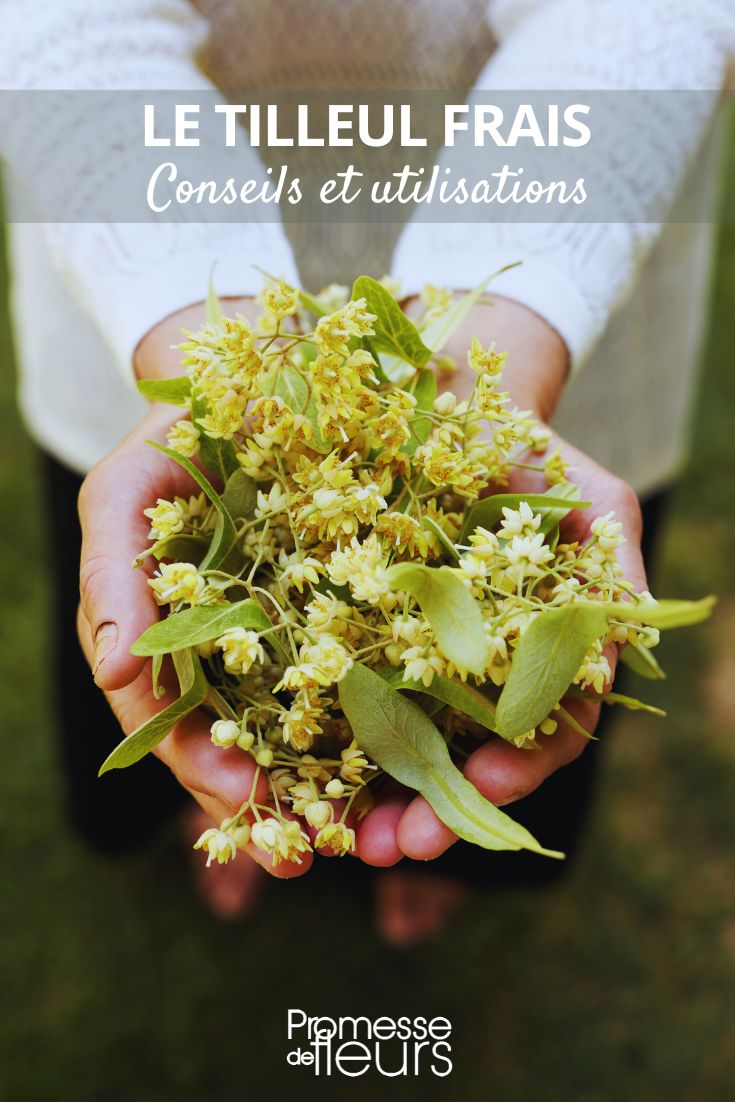 recetas y usos de las flores de tilo