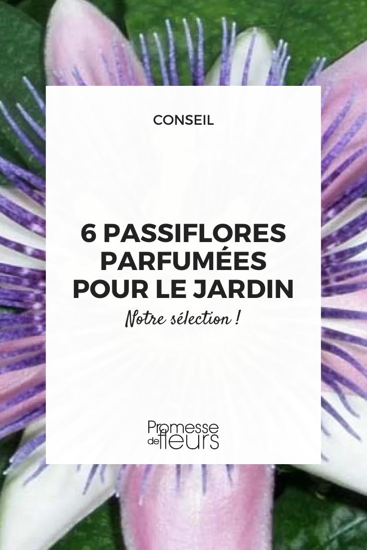 Passiflora 'Perfume Passion'