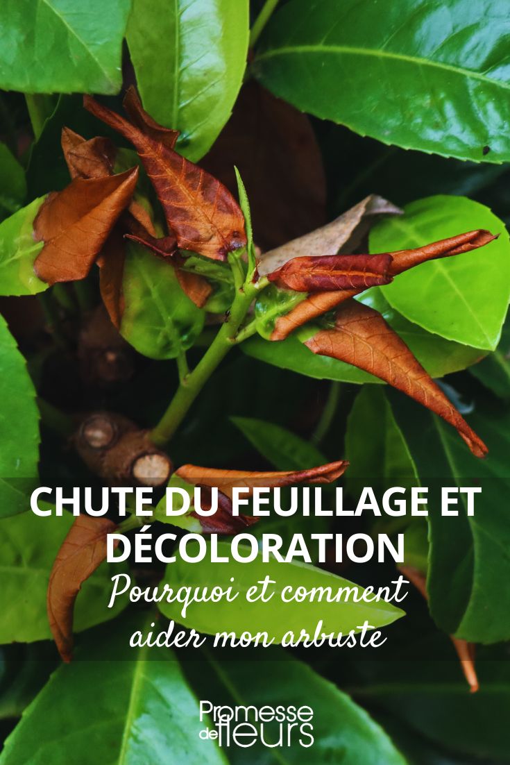 secado y caída del follaje