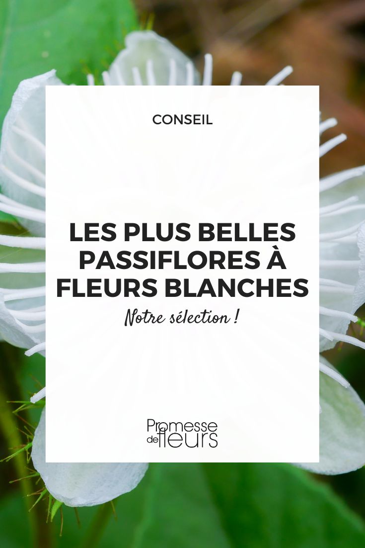 passiflora de flores blancas