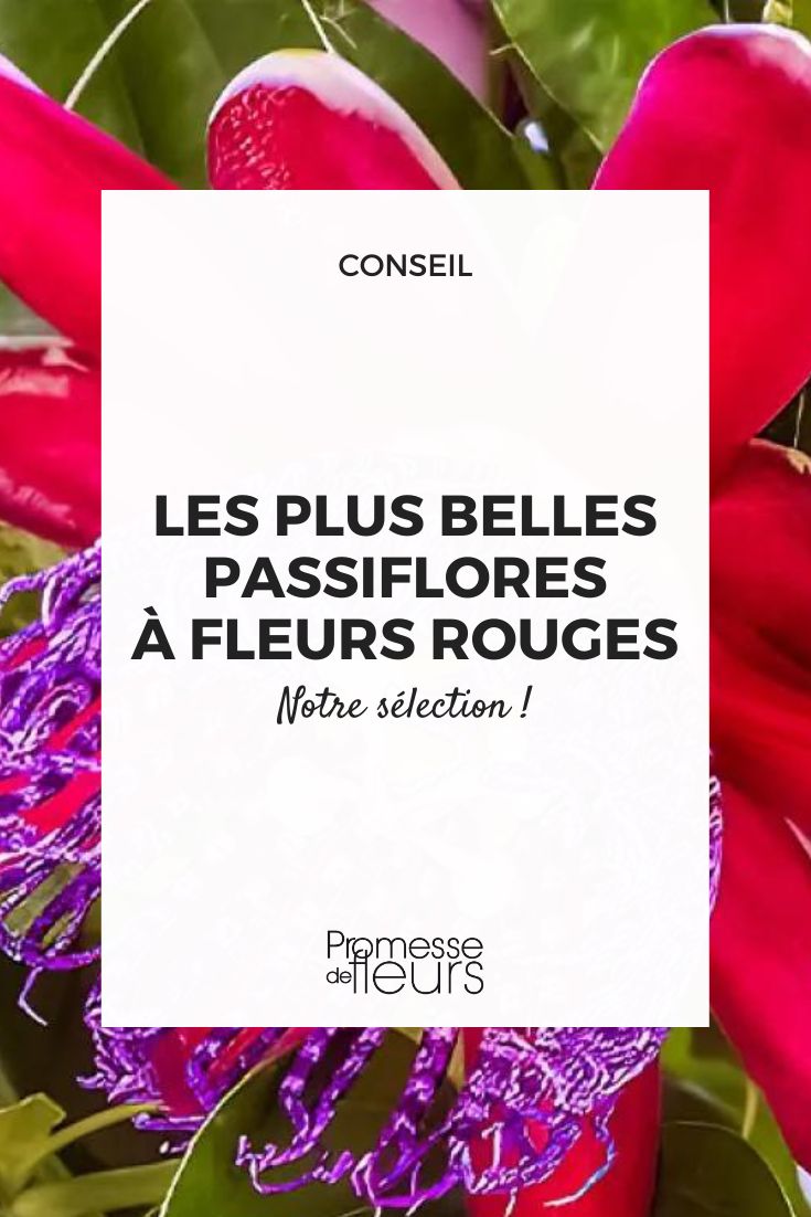 Passiflora quadrangularis Barbadina