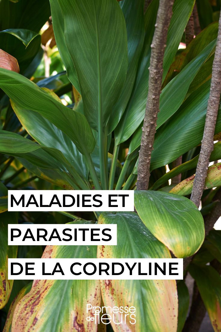 cuidar y tratar la Cordyline