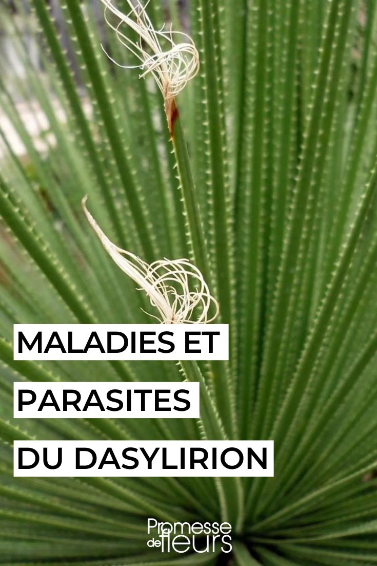 cuidar y tratar el dasylirion