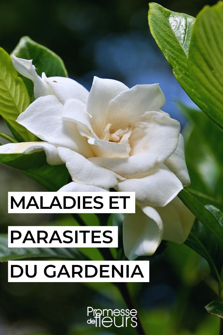 cuidar el gardenia