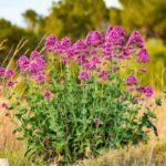 Valeriana, Hierba de San Jorge: ¿cómo multiplicarla?