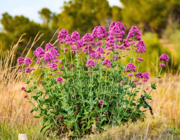 Valeriana, Hierba de San Jorge: ¿cómo multiplicarla?