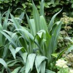 ¿Cómo multiplicar la Beschorneria?