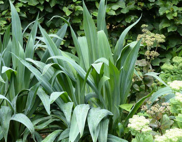 ¿Cómo multiplicar la Beschorneria?