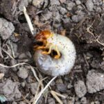 ¿Cómo luchar contra los gusanos blancos gracias a los nematodos?