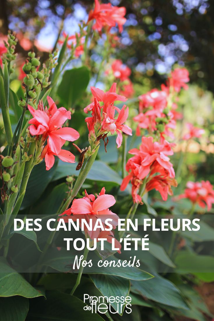 Canna o Lirio de Canna