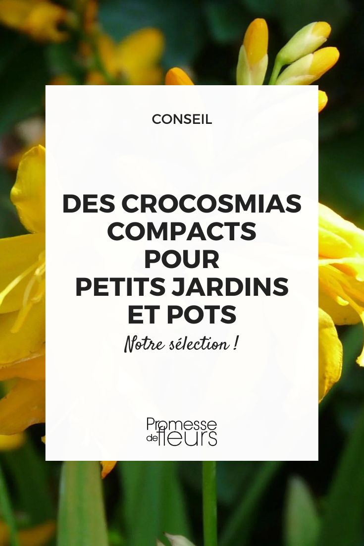 crocosmia 'Buttercup'