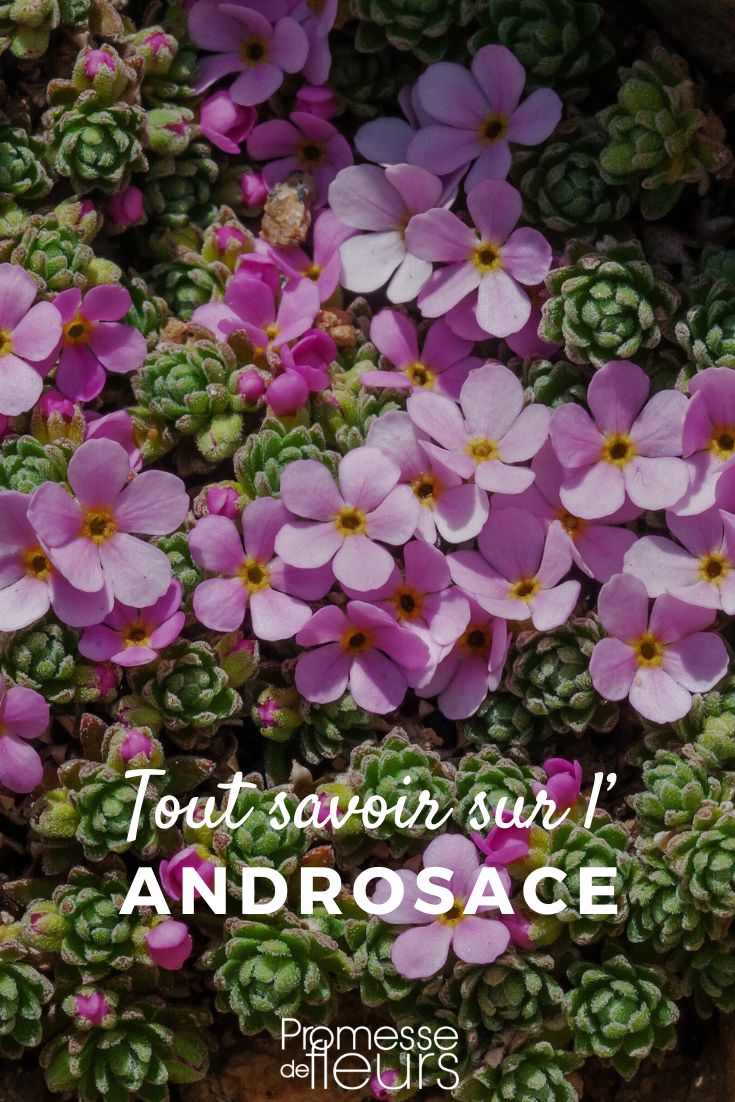 Pinterest - Fichas de plantas Todo lo que necesitas saber (1) flores de Androsace