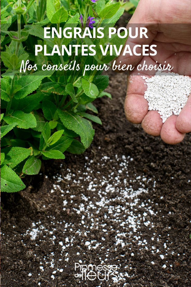 # Mejoras y fertilizantes para plantas perennes en el jardín

Las plantas perennes son un elemento fundamental en cualquier jardín, proporcionando color y textura año tras año. Para mantenerlas saludables y vigorosas, es esencial proporcionarles los nutrientes adecuados a través de enmiendas y fertilizantes.

## Tipos de enmiendas para plantas perennes:

1. **Materia orgánica**: 
   - Compost casero o comercial
   - Estiércol bien descompuesto
   - Turba o humus de lombriz

2. **Enmiendas minerales**:
   - Arena para mejorar el drenaje
   - Arcilla para retener humedad
   - Cal para ajustar el pH en suelos ácidos

## Fertilización adecuada:

**Fertilizantes orgánicos**:
- Harina de huesos (rica en fósforo)
- Harina de sangre (alto contenido en nitrógeno)
- Cenizas de madera (fuente de potasio)

**Fertilizantes químicos**:
- NPK equilibrado (10-10-10)
- Fertilizantes de liberación lenta
- Fertilizantes específicos para floración

## Consejos de aplicación:

1. Aplica enmiendas al preparar el suelo antes de plantar
2. Fertiliza al inicio de la temporada de crecimiento
3. Realiza una segunda aplicación ligera antes de la floración
4. Evita fertilizar en otoño para no estimular nuevo crecimiento vulnerable al frío

Recuerda que cada especie tiene necesidades específicas - consulta siempre las recomendaciones particulares para tus plantas perennes.