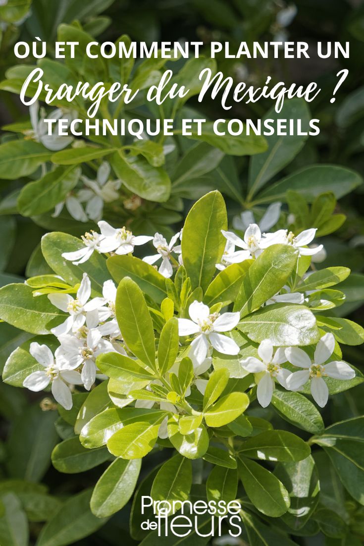 dónde plantar tu Choisya