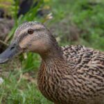 ¿Cómo acoger y criar patos en el jardín?