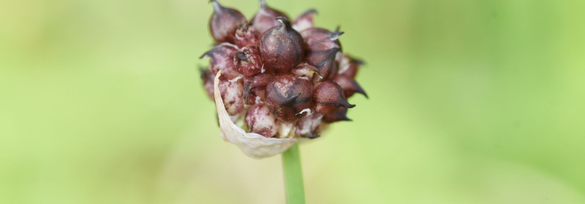 Ajo y cebolla de árbol: cómo lograr el cultivo de dos verduras perennes