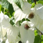 ¿Por qué mi Árbol de los pañuelos no florece?