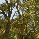 7 árboles para cultivar en suelo ácido