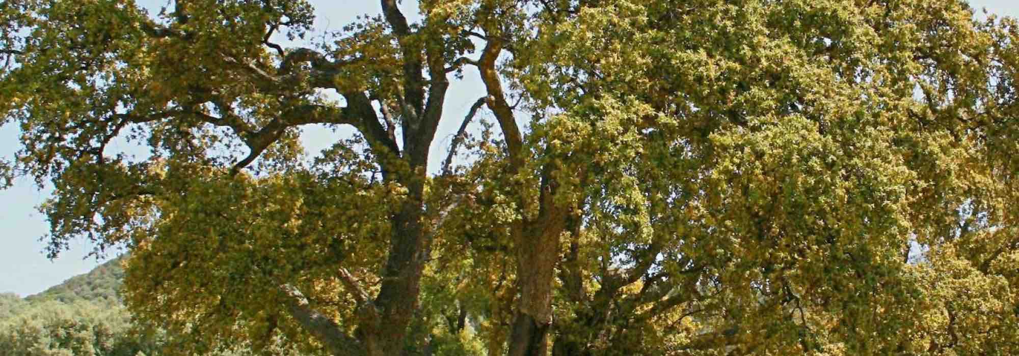 7 árboles para cultivar en suelo ácido