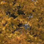 8 árboles ornamentales para plantar en suelo calizo