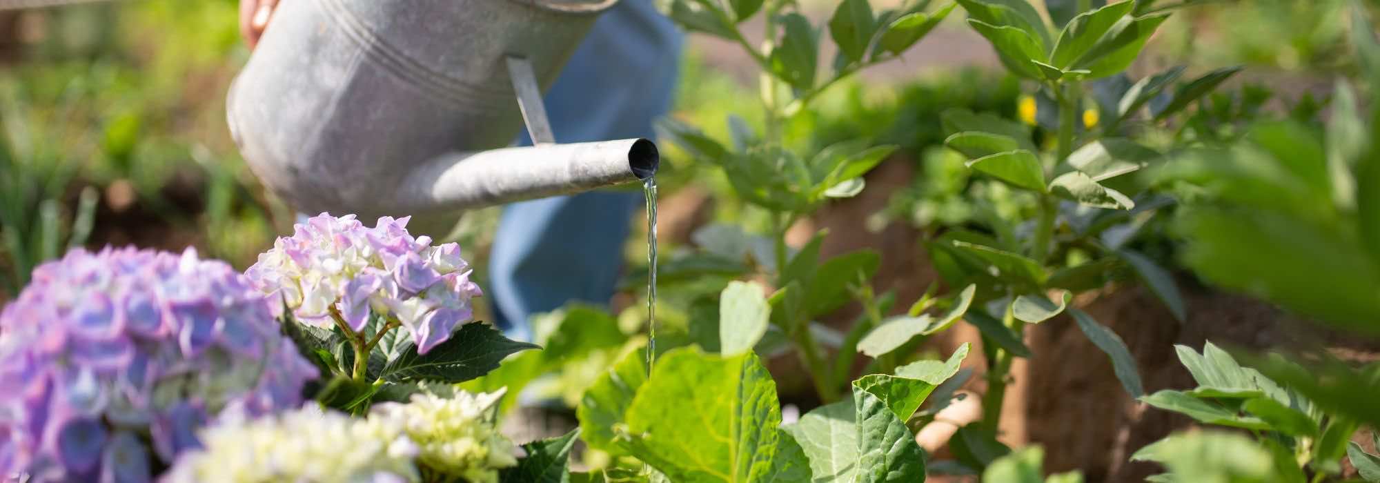 ¿Hay que regar las hojas de las plantas del jardín?