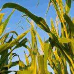 Huerto en permacultura: todo lo que necesitas saber sobre las asociaciones de hortalizas