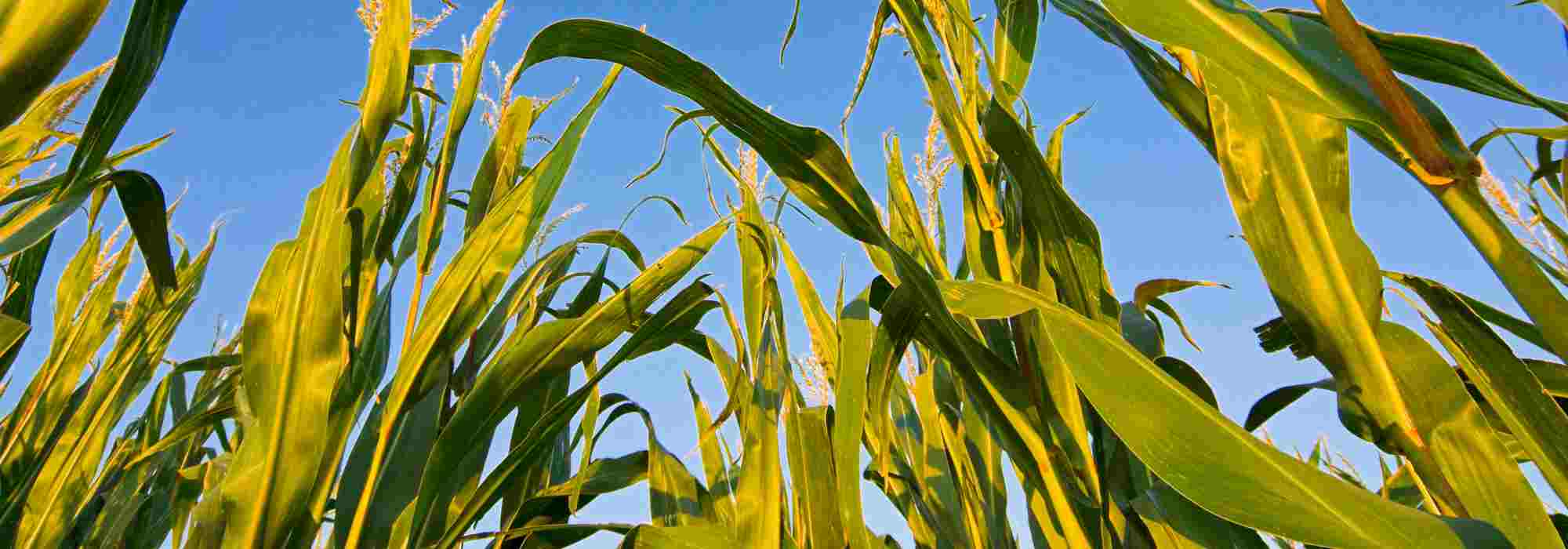 Huerto en permacultura: todo lo que necesitas saber sobre las asociaciones de hortalizas