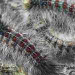 El bombyx, una plaga temible para los árboles